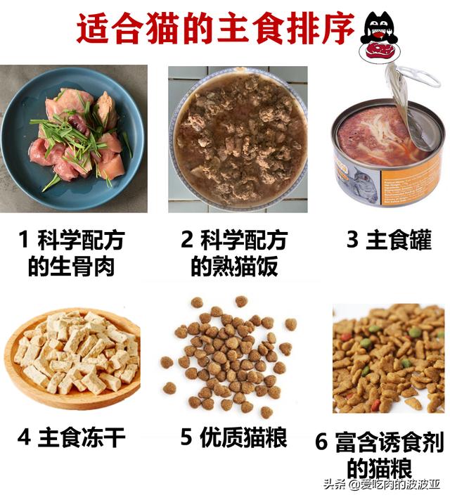 小猫吃什么:哪些食物是猫咪最爱吃的？ 小猫吃什么食物