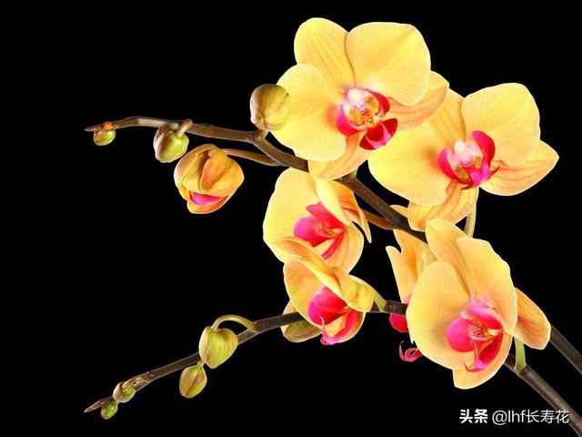 小型观花植物:有哪些适合秋冬观花的室内植物？