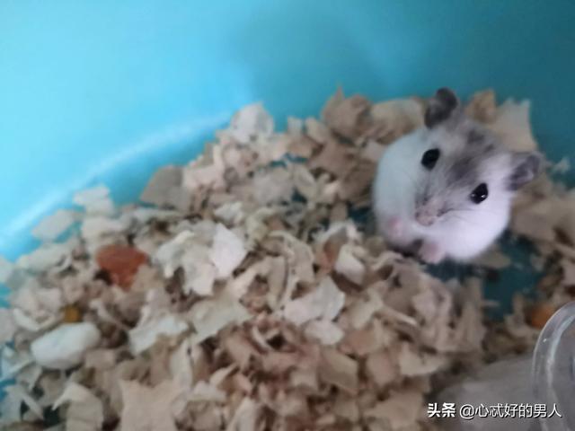 土拔鼠可以吃吗:为什么感觉土拨鼠不怕人？