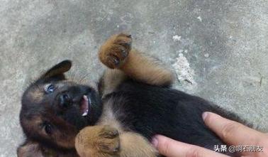 德国牧羊犬幼犬喂养方法:如何养好一只德国牧羊犬？