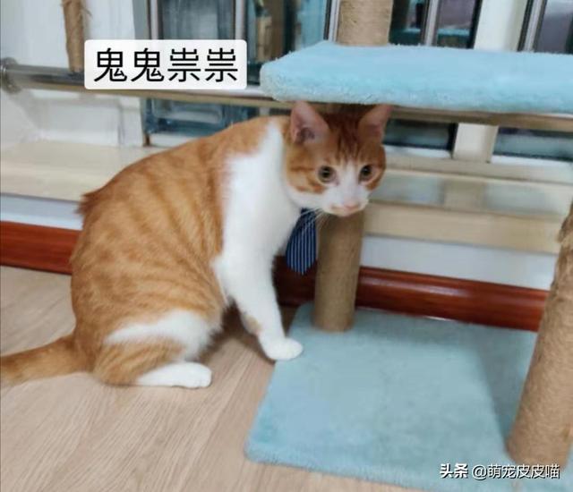 半夜猫叫:猫为什么半夜会叫的跟小孩子的叫声差不多？