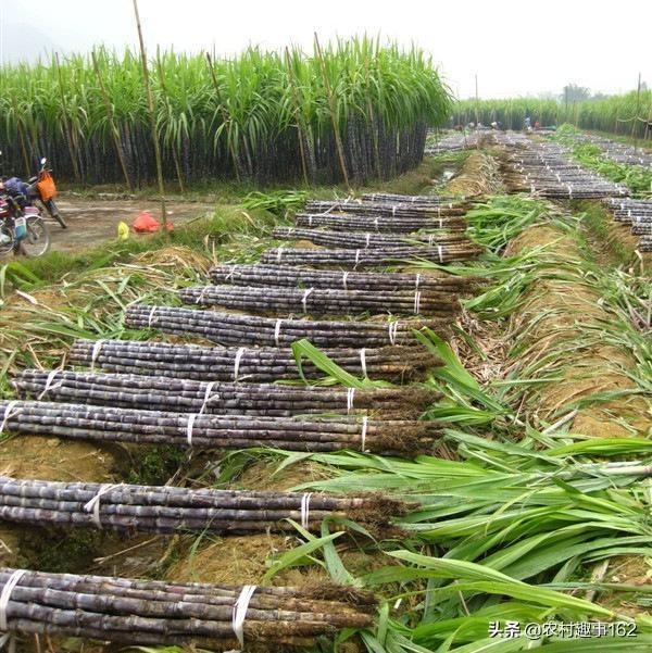头条问答 - 种植甘蔗对土地有什么要求吗?又该进行怎样的后期管理呢?