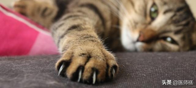 被猫抓伤多少天过危险期了:被猫抓超过3个月有狂犬病吗？