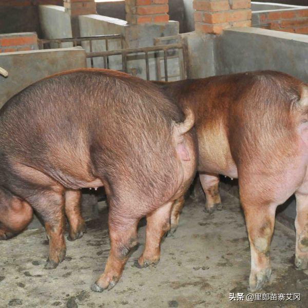 素力高海藻粉型号规格:种植三年牛大力施什么钾肥好？