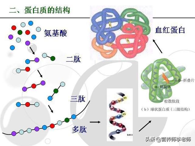 蛋白质不足该怎么补充？