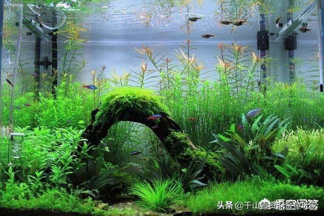 怎么养好红鼻剪刀:家里太干，想养鱼，什么鱼好养？