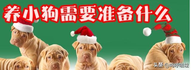 如何养狗狗:小狗怎么养？养小狗要准备什么？ 如何养好狗狗