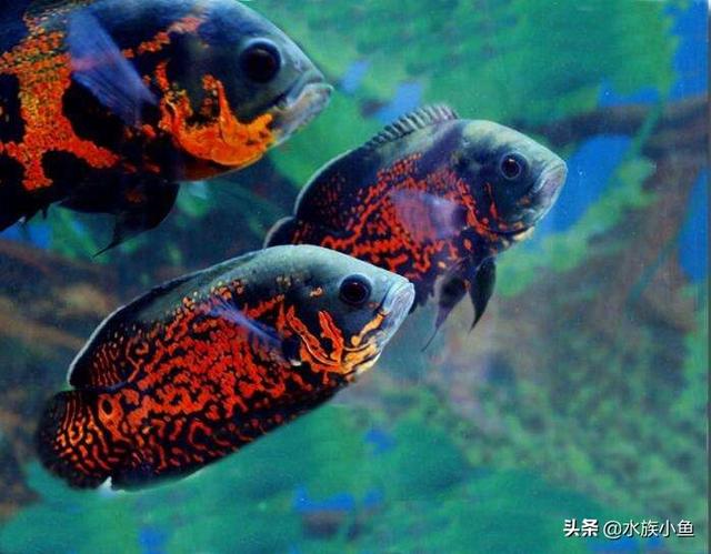 健康地图鱼图片大全:地图鱼怎么区分品种的好坏？