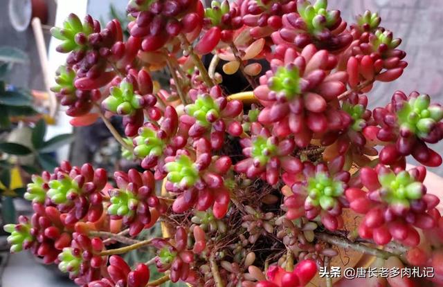 虹之玉冬季养殖:虹之玉冬季养殖方法 为什么多肉虹之玉的颜色很深？