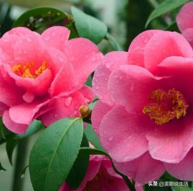 山茶花是什么颜色:白色茶花有几个品种，日常养护需要注意什么？