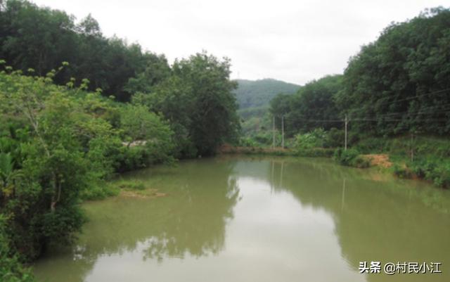 水生动物隔离池:夏季竹鼠养殖怎样建窝池和降温？