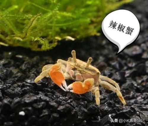 观赏蟹:观赏虾和螃蟹能混养吗？为什么？
