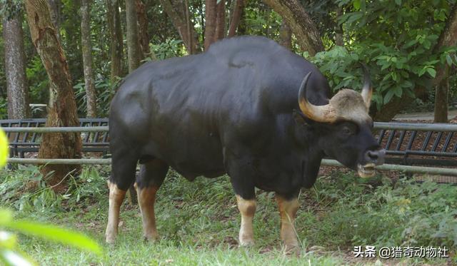 白肢野牛平均体重，一只雌性老虎都可以轻松猎杀的野牛为什么两头雄狮都难以搞定