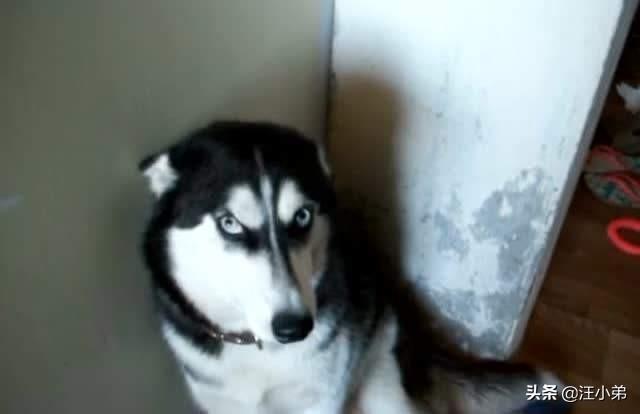 罗威纳犬复仇评价:天生牙为何要向丛云牙和铁碎牙复仇？