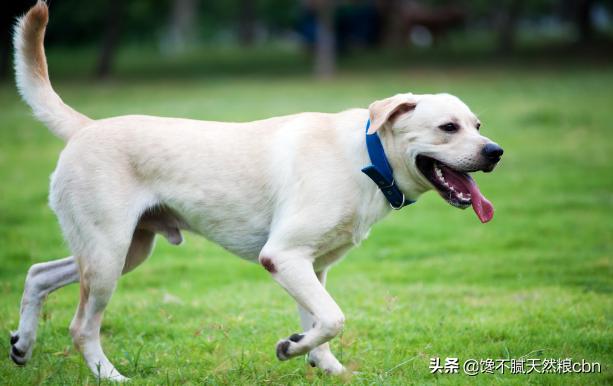 黑拉不拉多犬比别的色贵吗:拉布拉多黑色好还是白色好？