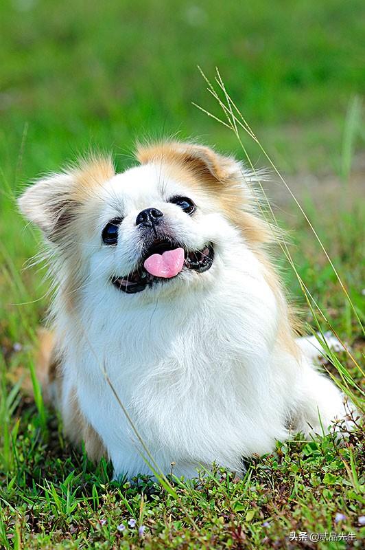 霍邱偷狗贼:为何偷狗如此猖獗的情况下，有人为偷狗贼辩护？