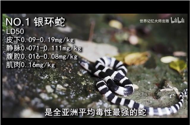 中国最毒的蛇排行榜前十名:世界上最毒的真蛇视频 我国最毒的蛇能在世界毒蛇里面排第几？
