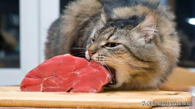 小蓝猫最喜欢吃什么零食:蓝猫吃什么可以美毛？吃蛋黄能美毛吗？ 小蓝猫最喜欢吃什么