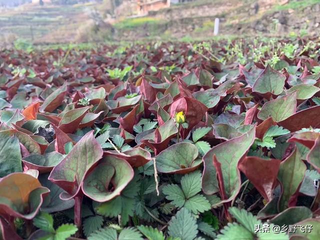 折耳根可以种植吗？种植出来的味道怎么样？