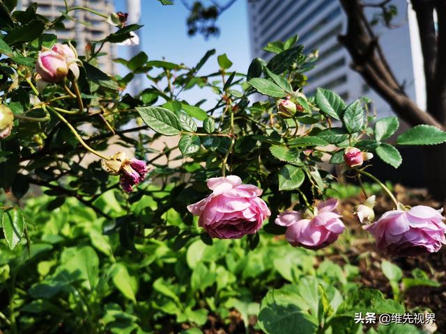 我家住在顶楼，最近想在楼顶搞一个空中花园，能否请大家提供好思路？插图13