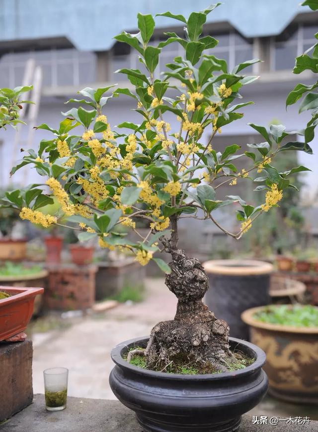 家里盆栽哪种桂花好？