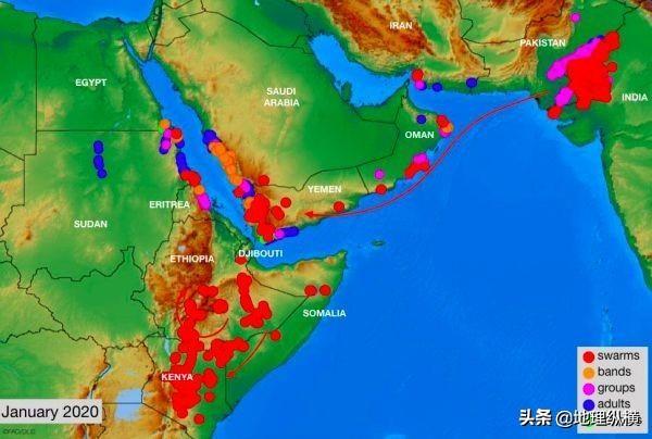 沙漠蝗虫大小，为什么今年的蝗虫如此可怕呢