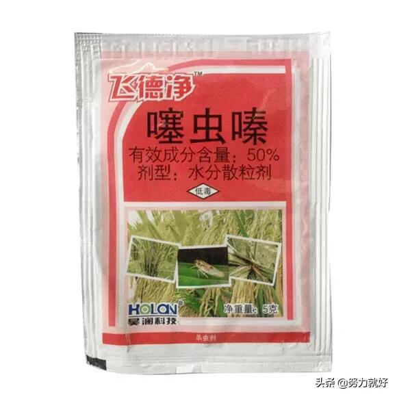 玉米地蚜虫怎么防治:玉米现在病虫害应该怎样防治？