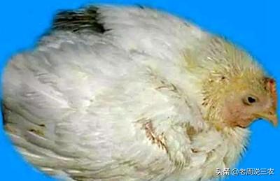 鸡大肠杆菌病临床表现:鸡的常见病有哪些？应该如何区分？