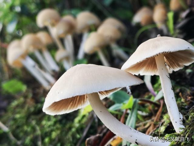手机拍照时应该怎样正确持机，可以保证拍摄清晰，稳定