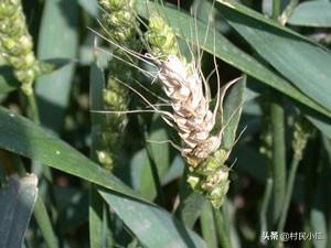 苞芽子真菌性皮肤病:兰花花苞消苞后，拔出发现花苞的花杆下发黑色是什么原因？