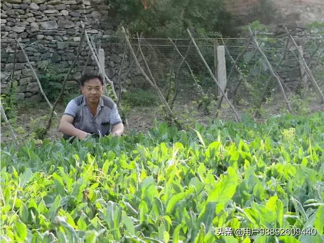 板蓝根壮阳，在农村种植什么药材有前景