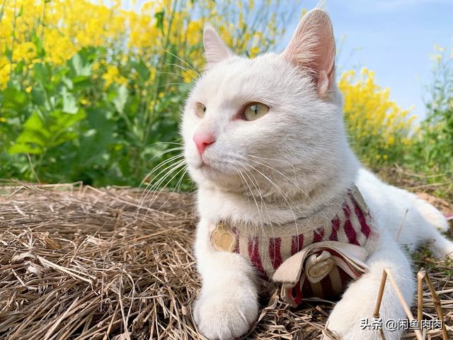 地下吸猫是什么意思百度百科:可以用小吸尘器把猫咪的耳螨吸出来吗？要注意什么？