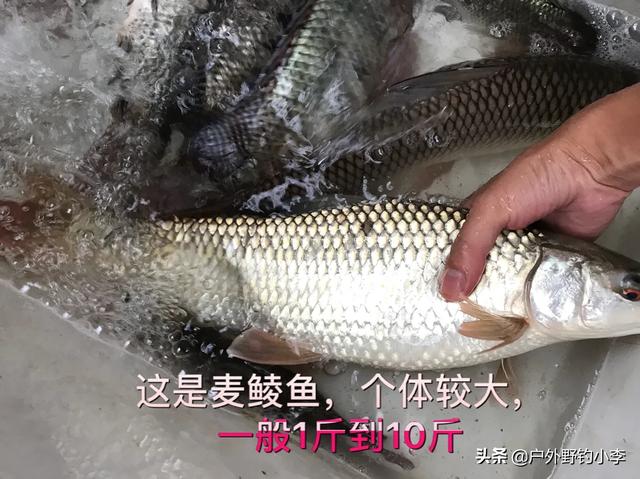 如何钓鲮鱼(如何钓鲮鱼钓鲮鱼调漂)