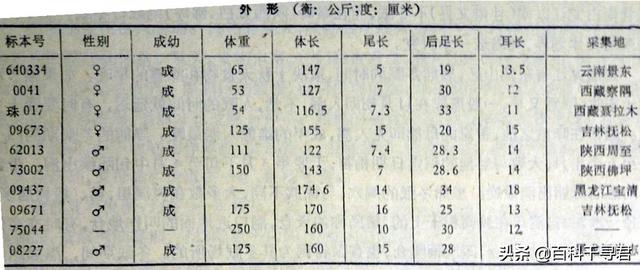 大黑熊狗图片:我国智商最高的狼犬是哪一种？为什么？