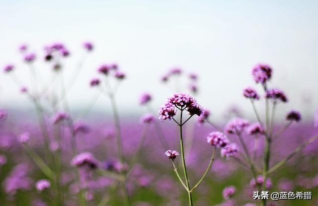 夹竹桃图片:夹竹桃有毒，切花还能用吗？