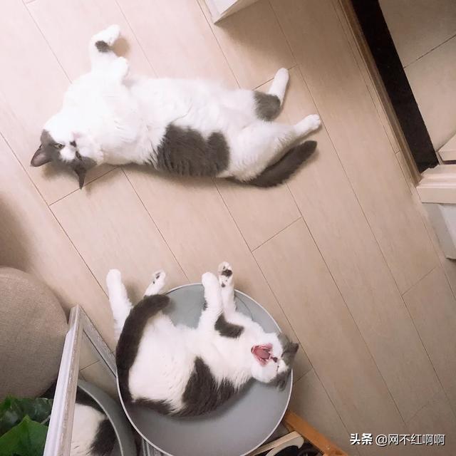 领养猫咪:收养一只流浪猫，要做些什么，或者是准备些什么？