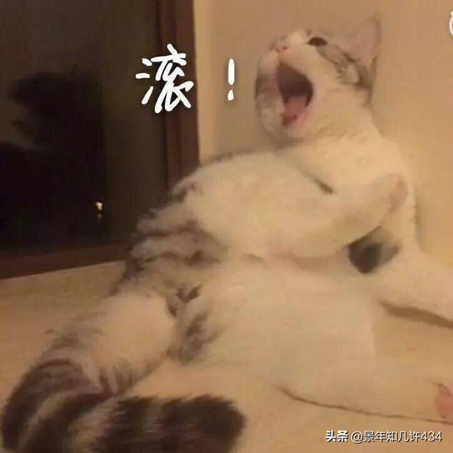 可爱萌宠图片:图片可爱萌萌哒头像 大家有没有什么萌宠表情包？越沙雕越可爱越好？