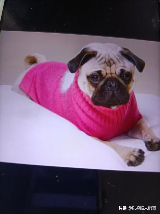 八哥犬流鼻涕:狗狗吸鼻子是不是生病的前兆？