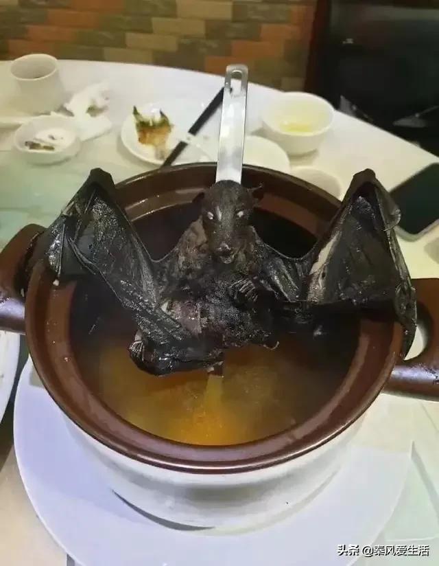 爱往家里飞的蝙蝠是什么蝙蝠？