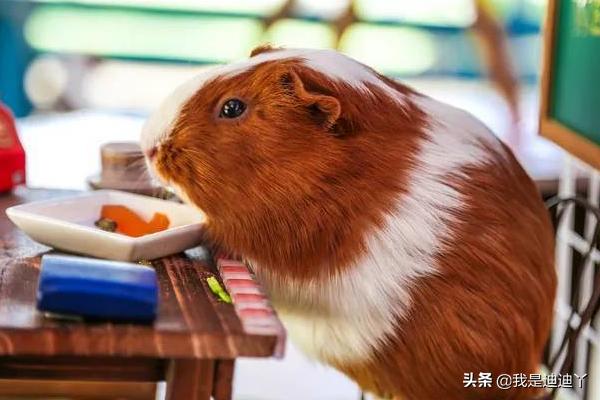 荷兰猪图片:荷兰猪怎样快速辨别公母？