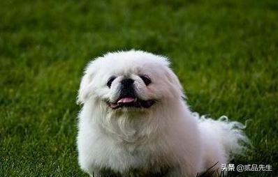 霍邱偷狗贼:为何偷狗如此猖獗的情况下，有人为偷狗贼辩护？