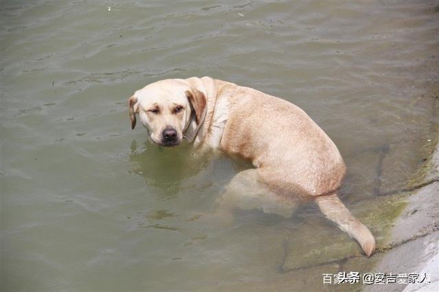 葡萄牙水犬不过敏:哪种狗最擅长游泳，为什么？