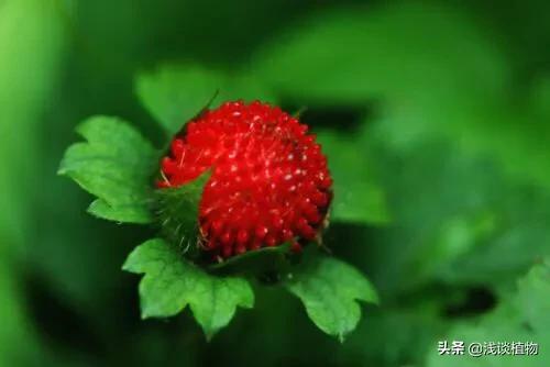 蛇灭门种子多少钱一斤:为什么农村里，七叶一枝花明明不可以防蛇，还有人说可以？