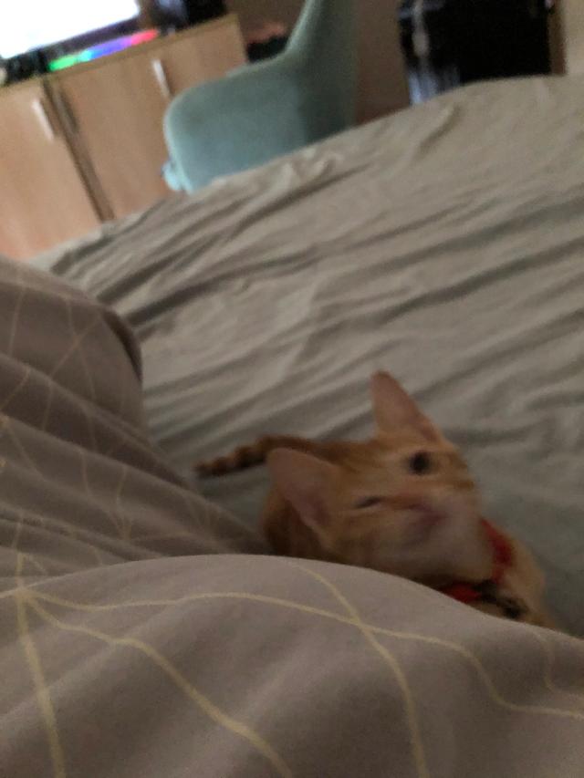 日本田园猫图片笑容:田园猫的腮帮子，家里的猫不长腮帮子怎么办？