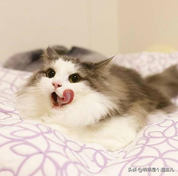 爱洗澡的猫猫手工皂官网:猫咪身上的跳蚤怎么处理？