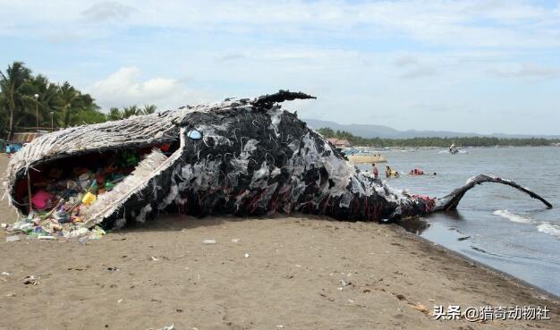 海洋垃圾的危害，6斤重！巨型海龟吞食海洋垃圾死亡，海洋动物惨死，环境有多恶劣
