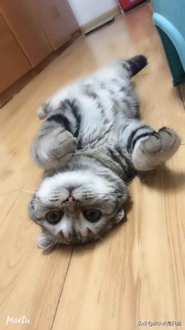 44921猫咪吃西瓜小游戏:猫能不能吃水果？能吃什么水果？