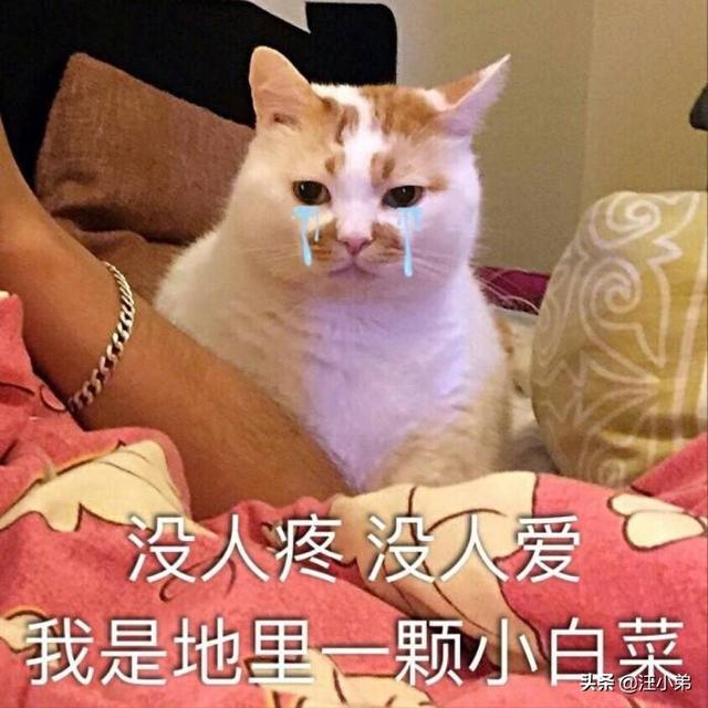 流浪猫和家猫的寿命差:流浪猫为什么不算后院猫？