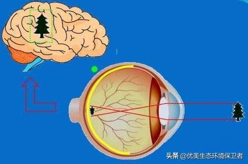 黑眼睛看世界 论文:保护眼睛的论文 是不是我们的眼睛可以超光速呢？我们看到的天体是不是假像呢？