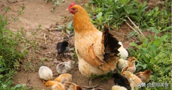 怎么炖鸡汤好喝(怎么炖鸡汤好喝又营养)